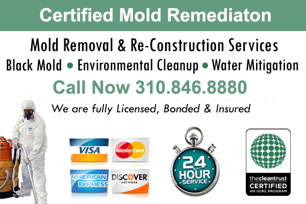 Mold Cleanup in Pacific Palisades California